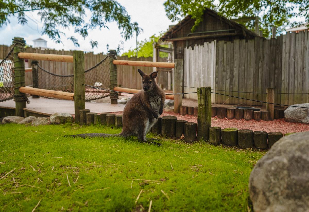 Wallaby at Colombian Park Zoo