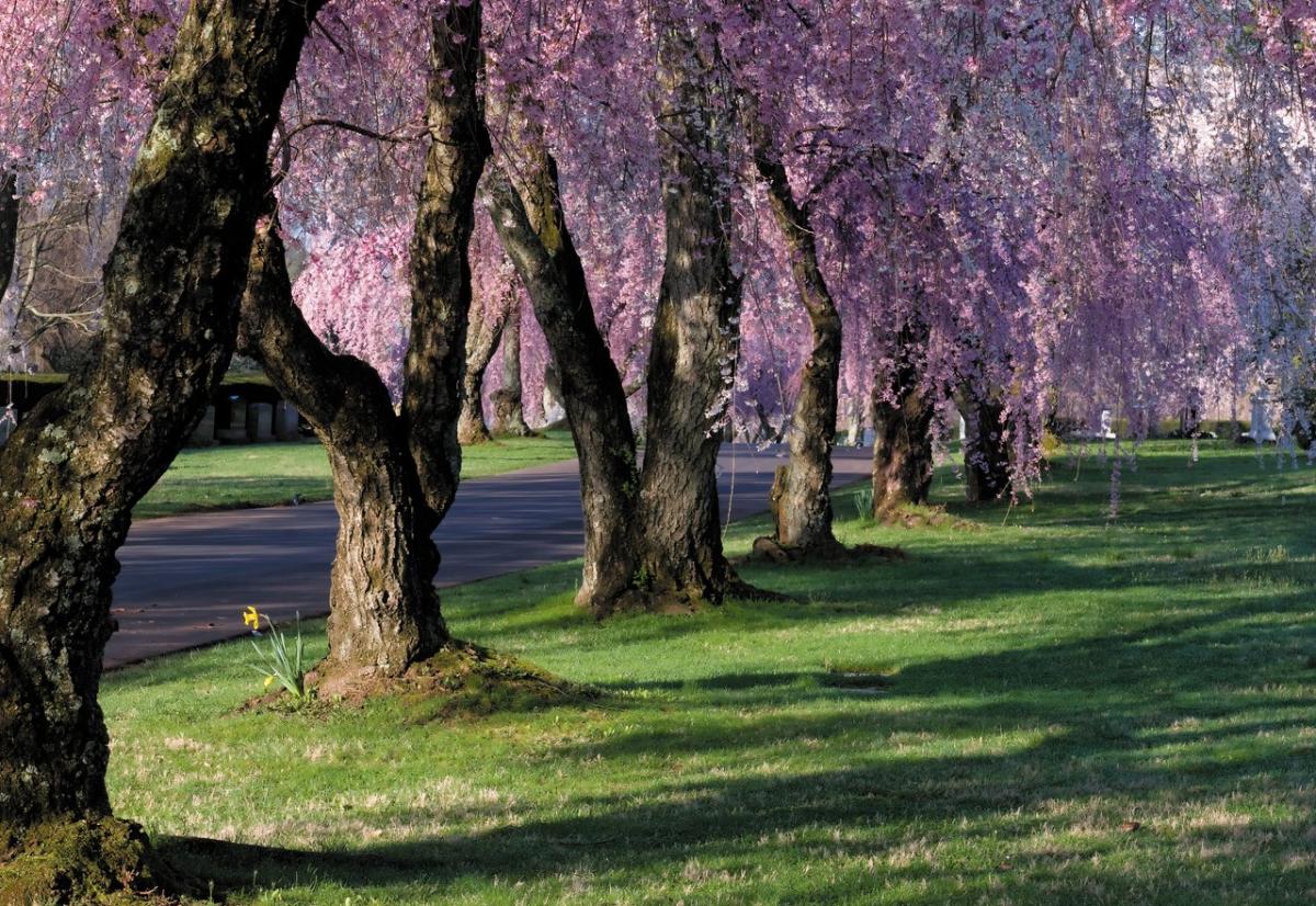 Lexington-Cemetery-medium