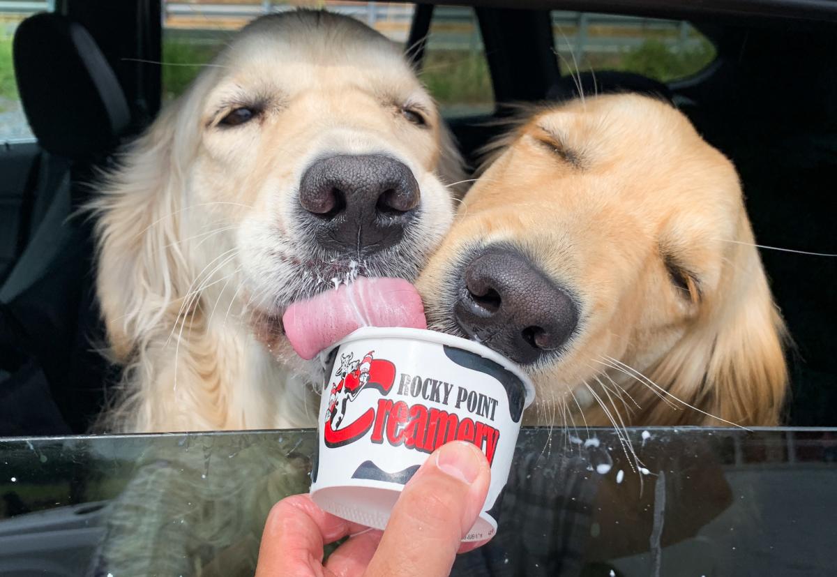 Dogs eating ice cream