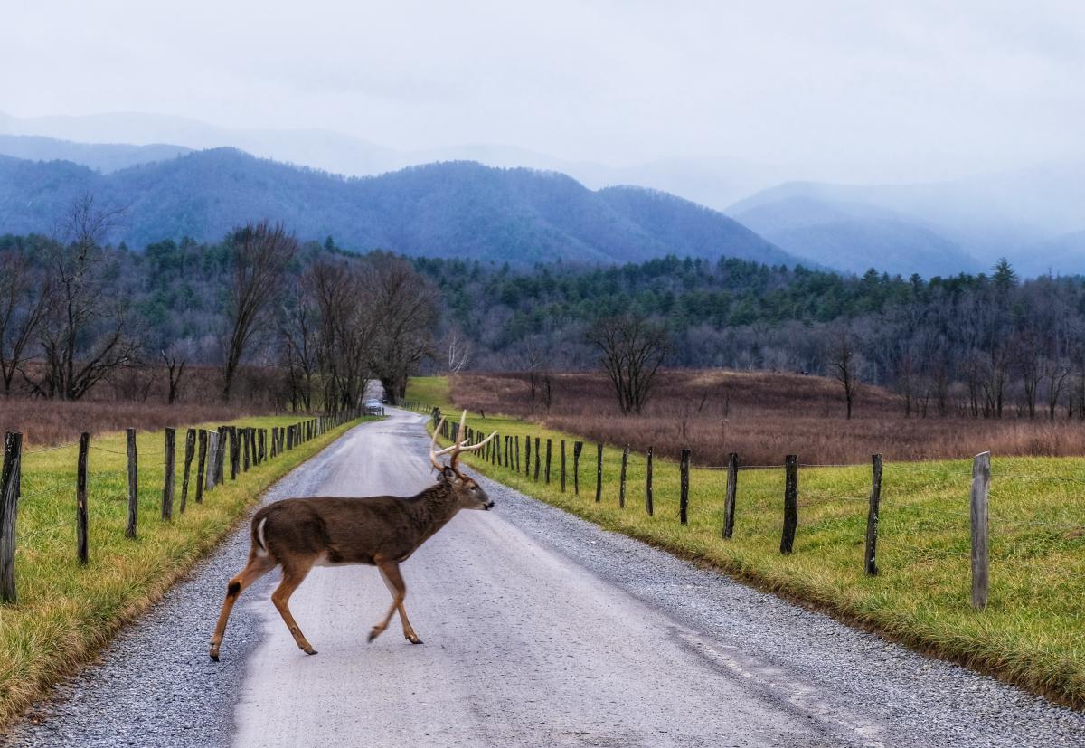 Cades Cove Winter Deer