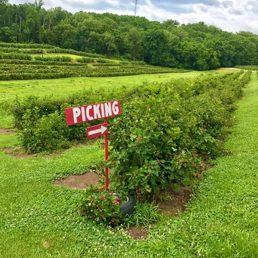 Blueberry Hill Farms