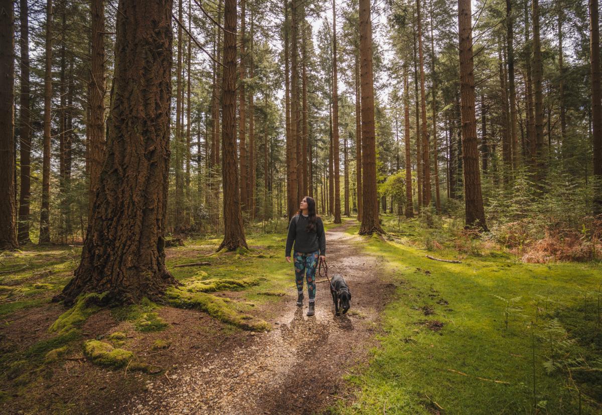 Dog walking in woodland in the New Forest