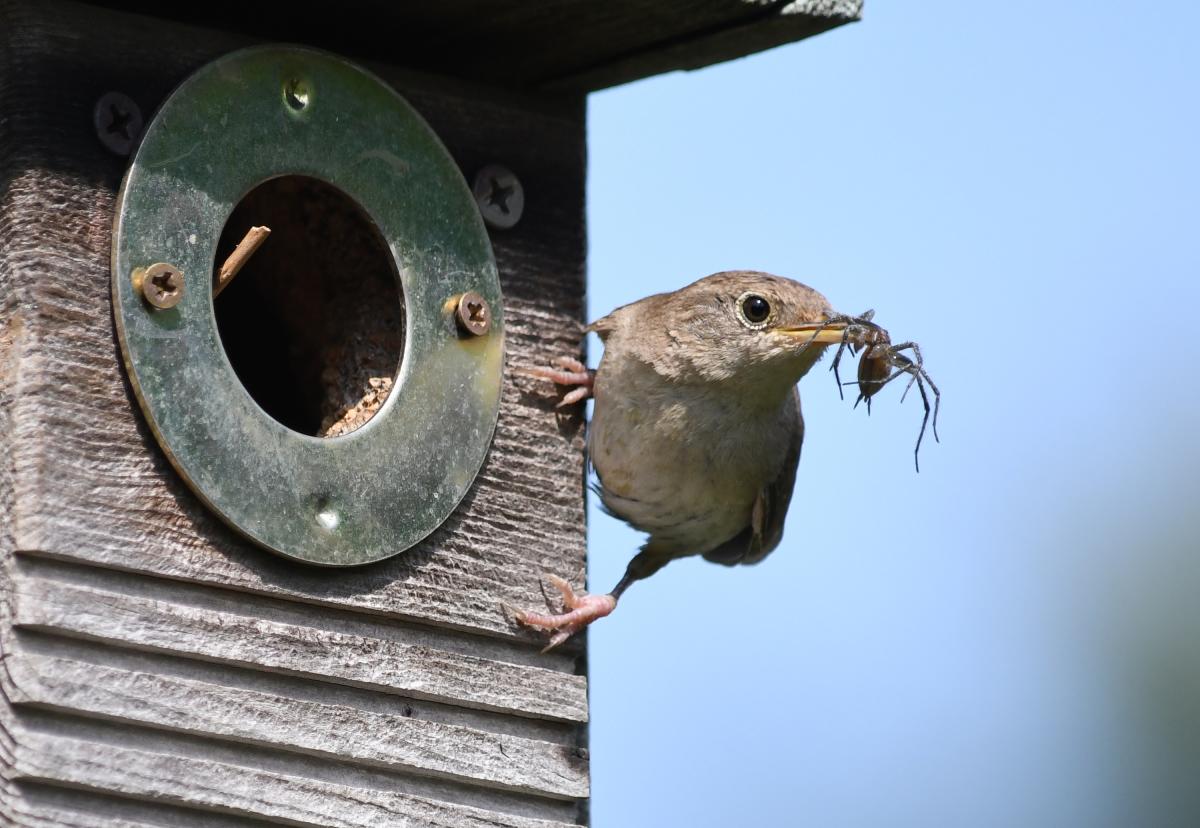 A small brown bird perches on a bird house. It holds a spider in its mouth.