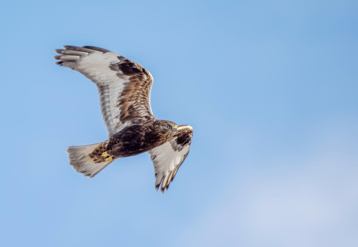 Rough-legged Hawk