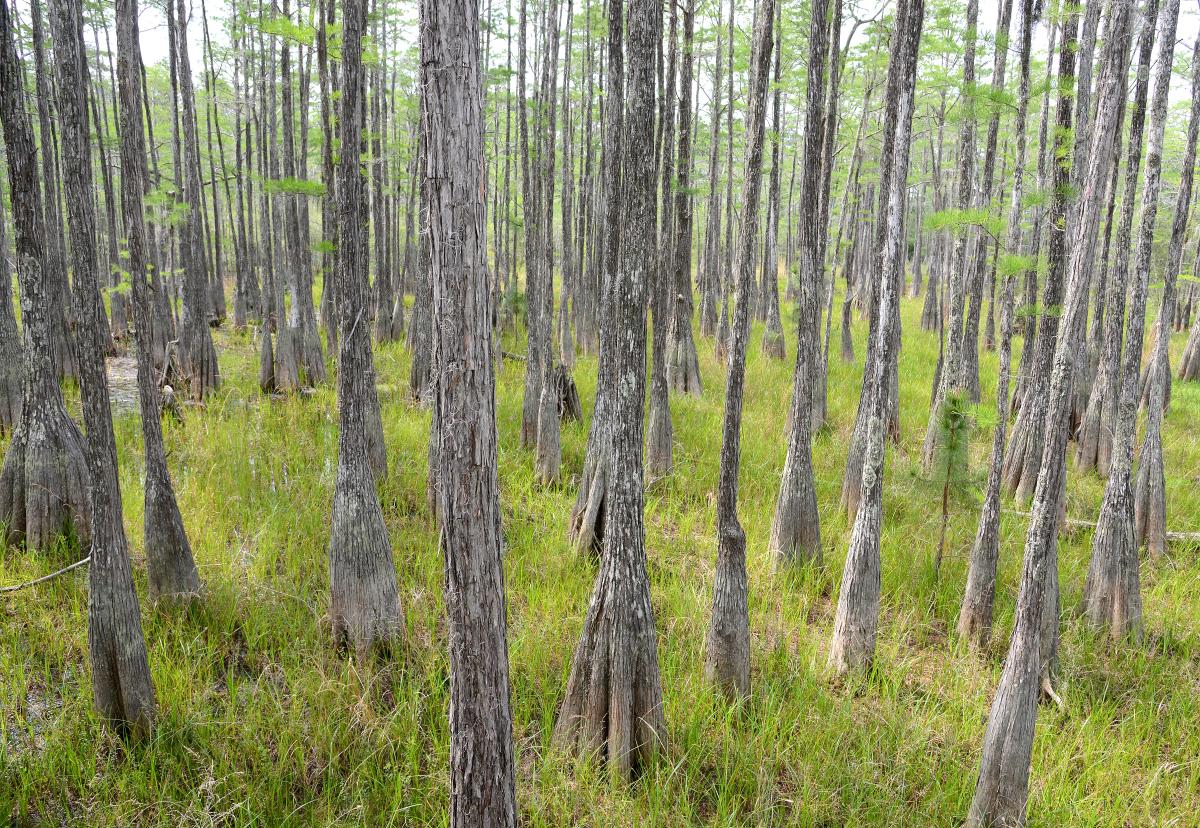 pine-log-state-forest-photo-trunks.jpg