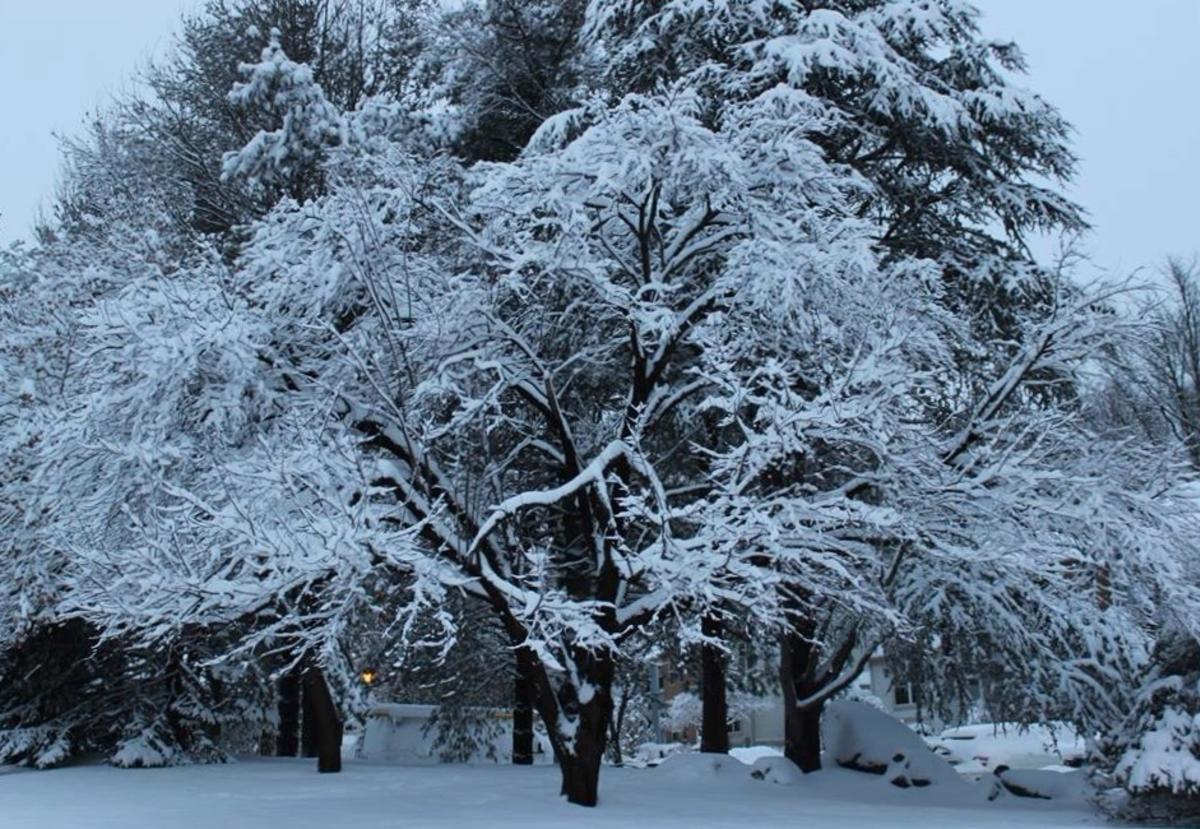 A multitude of trees covered in snow