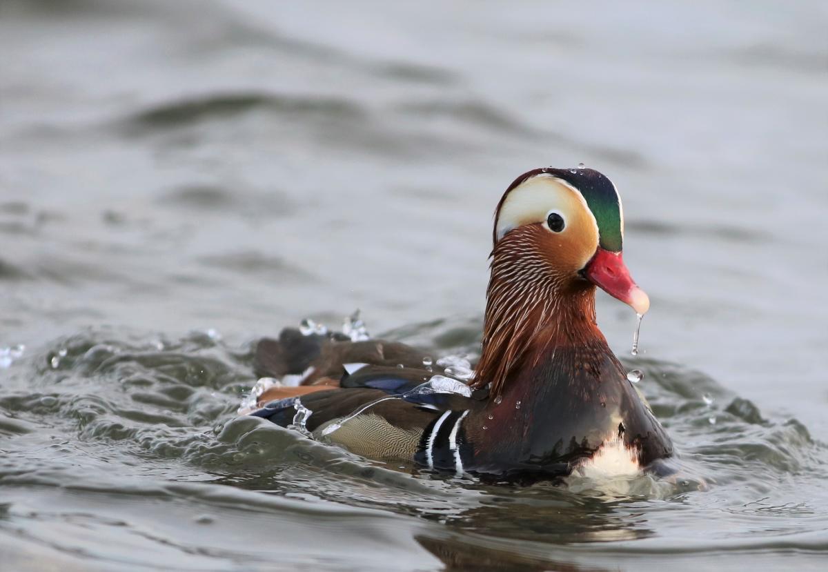 Mandarin duck swimming