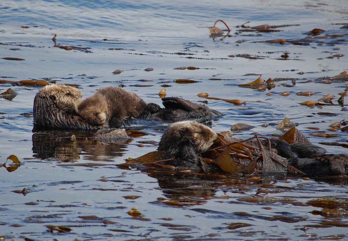 sea otters