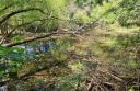 An Accidental Success—How a Vernal Pool Appeared at the George Spangler Farm