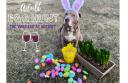 Adult Egg Hunts
