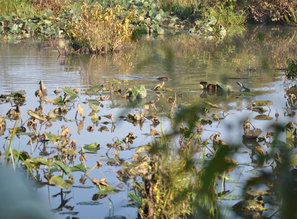 JULIE J. METZ WETLAND BANK