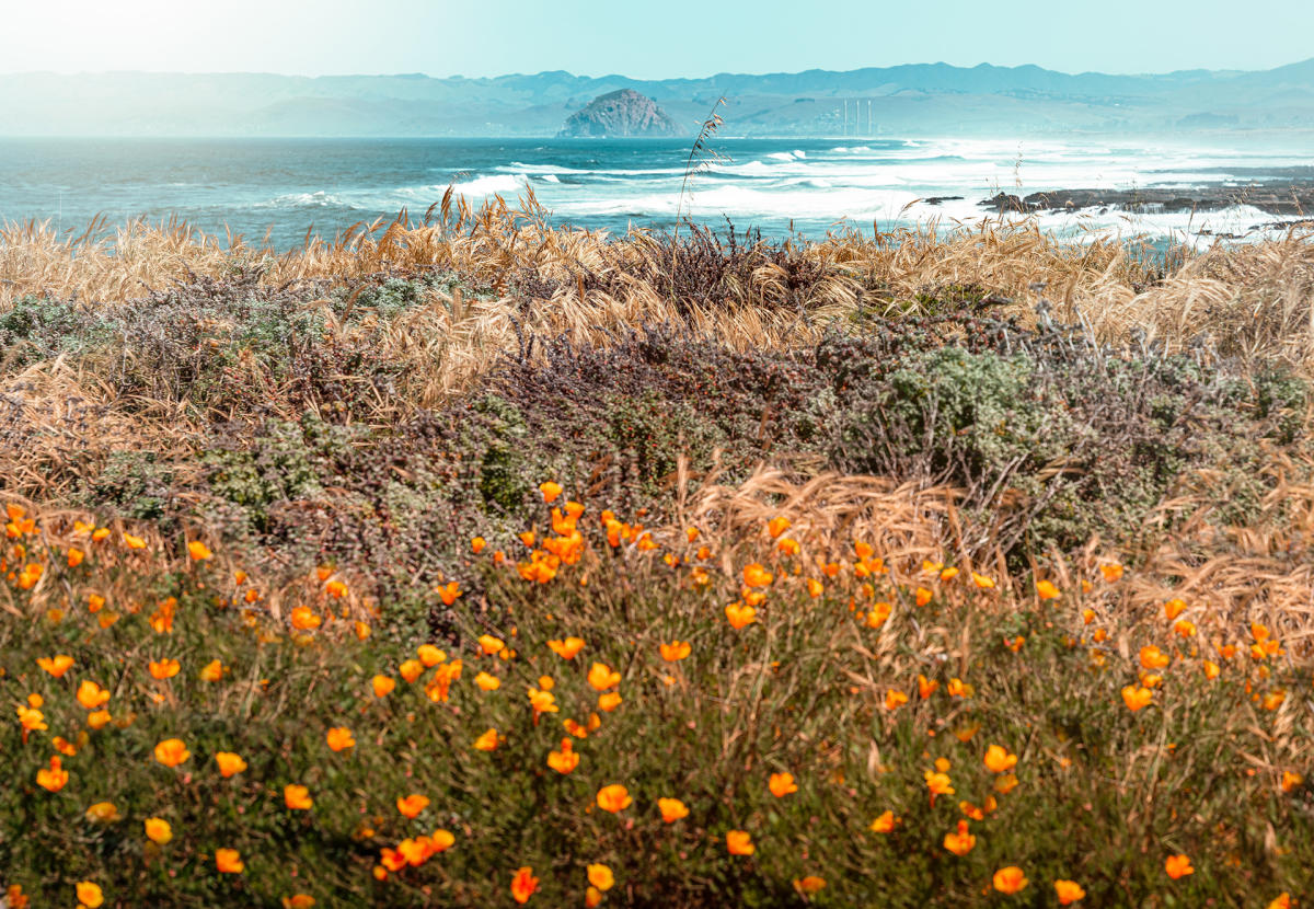 views of the poppies growing along trail in Montana de Oro State Park