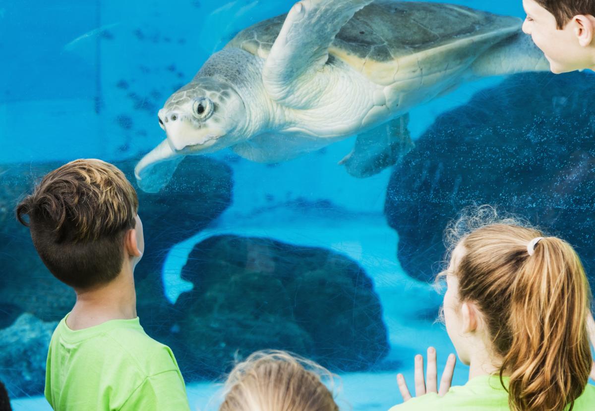 sea turtle