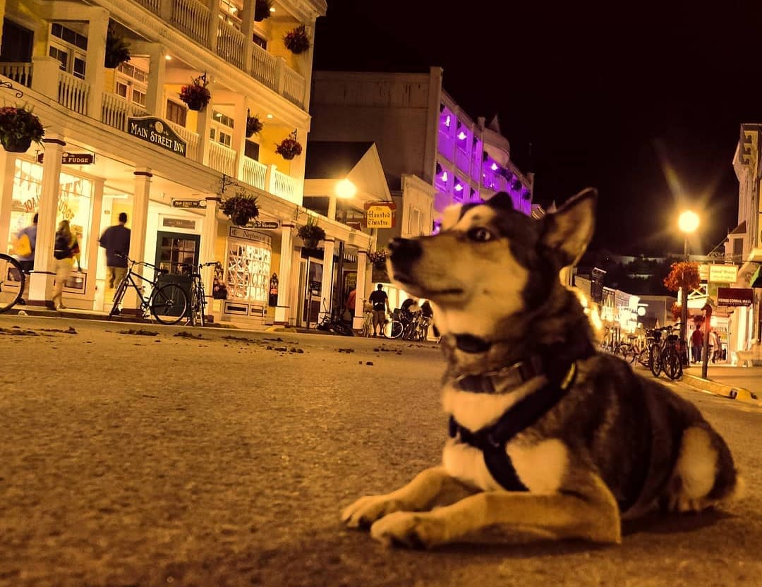 Dog lies on empty Mackinac Island Main Street after dark