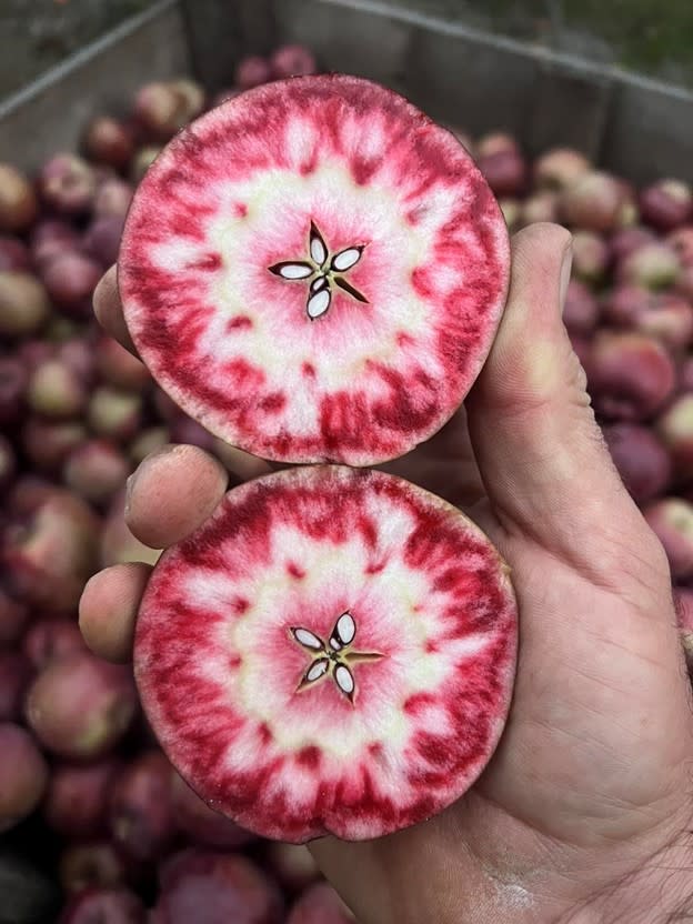 Niedwetzkyana Apple