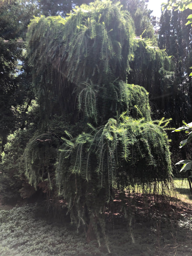 Brincka Cross Gardens Michigan City weeping trees