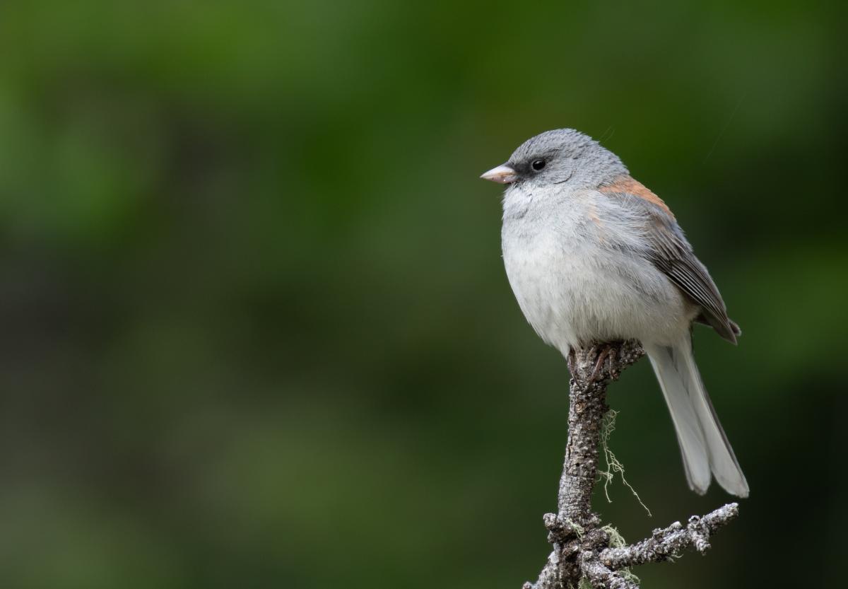 Dark-eyed Junco