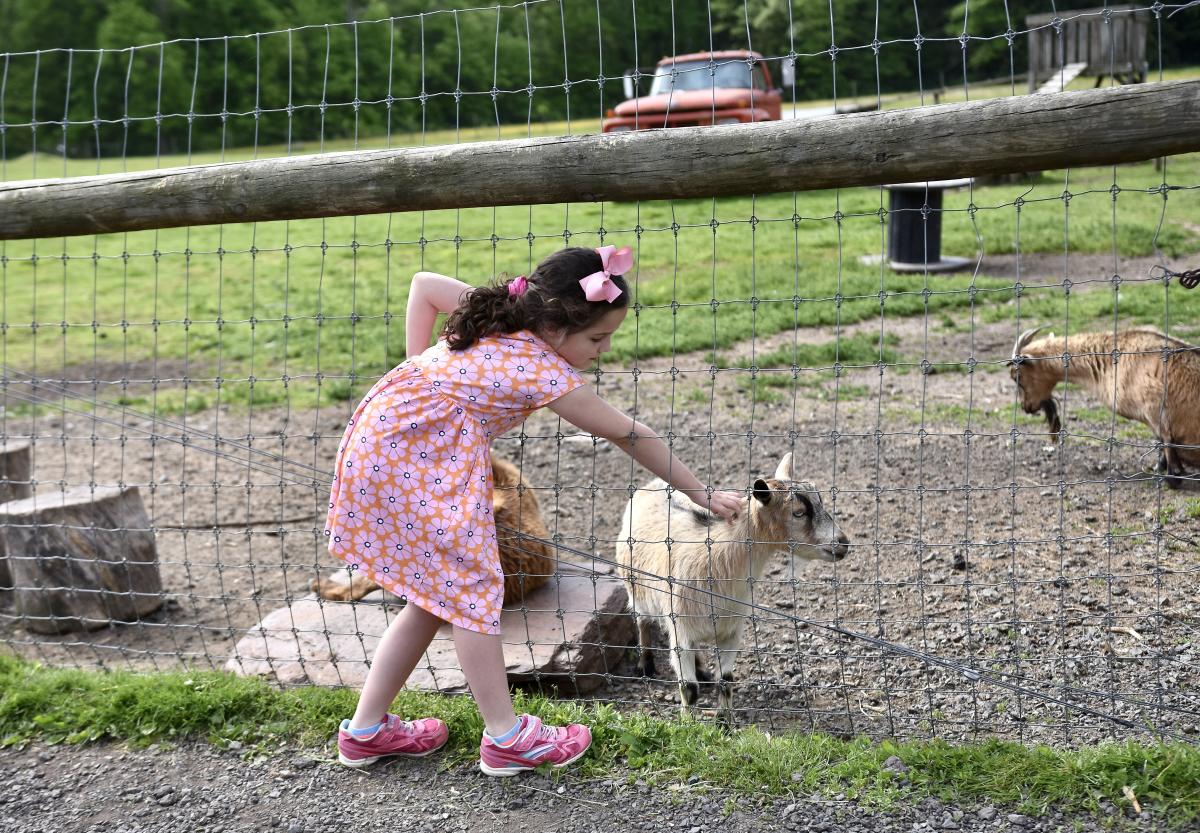 A child petting a goat at Terhune Orchards
