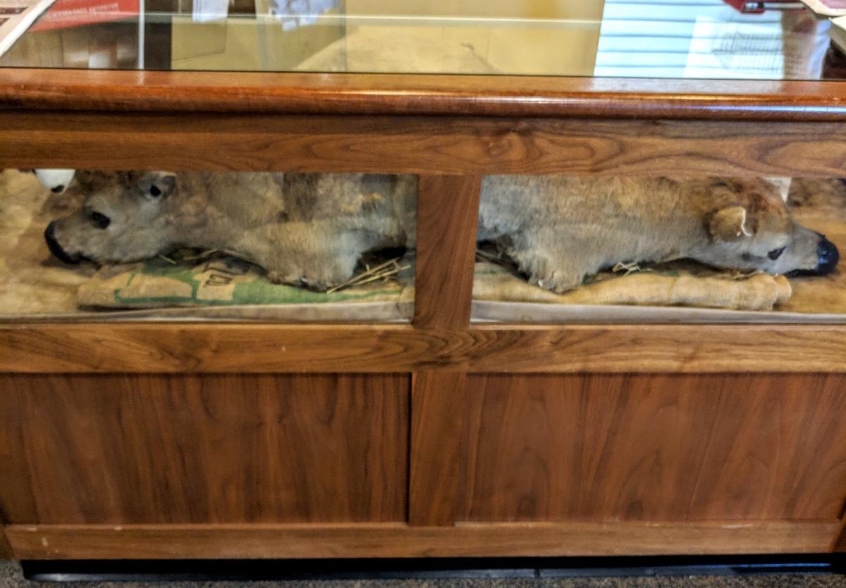 Two headed calf in a glass and wood case at Behringer-Crawford Museum