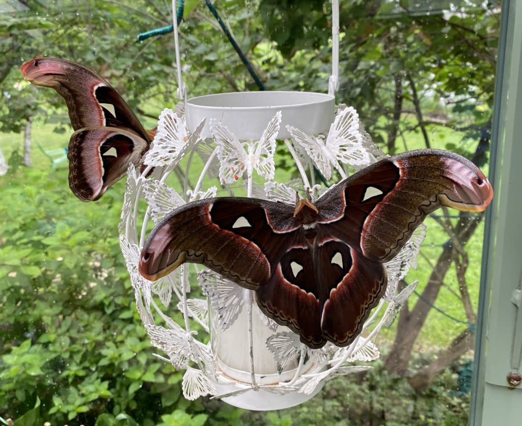 Two butterflies feed in the garden at the Wings of Mackinac conservatory on Mackinac Island.