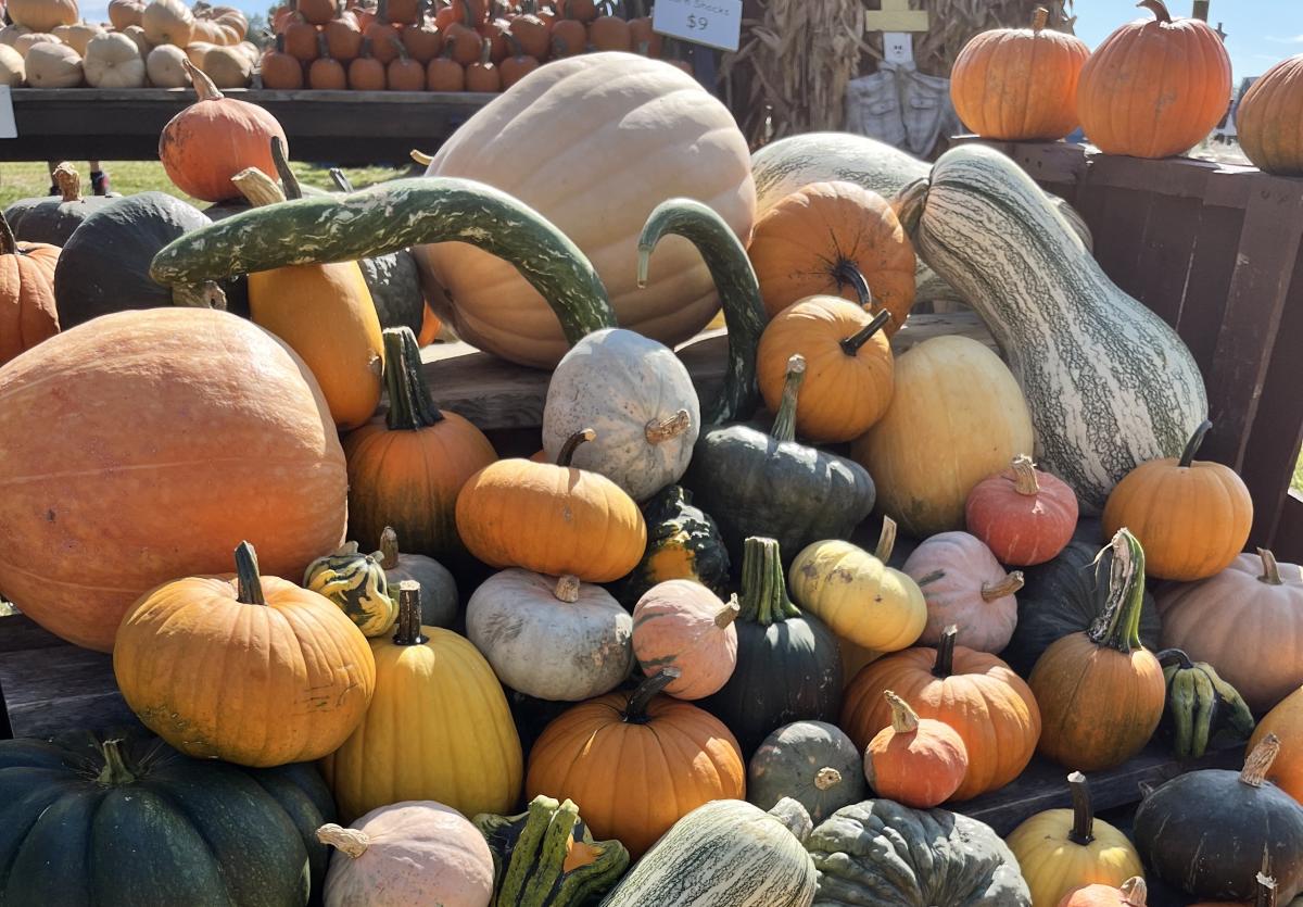 a collection of gourds and pumpkins for sale at mink and walters