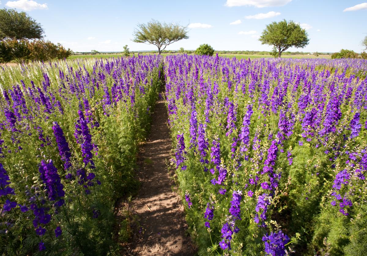 Farm Stays, Pecans, and Wildflower Seeds