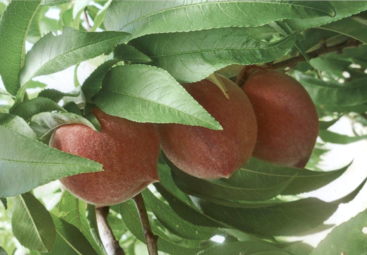 peachfarms-ernst market