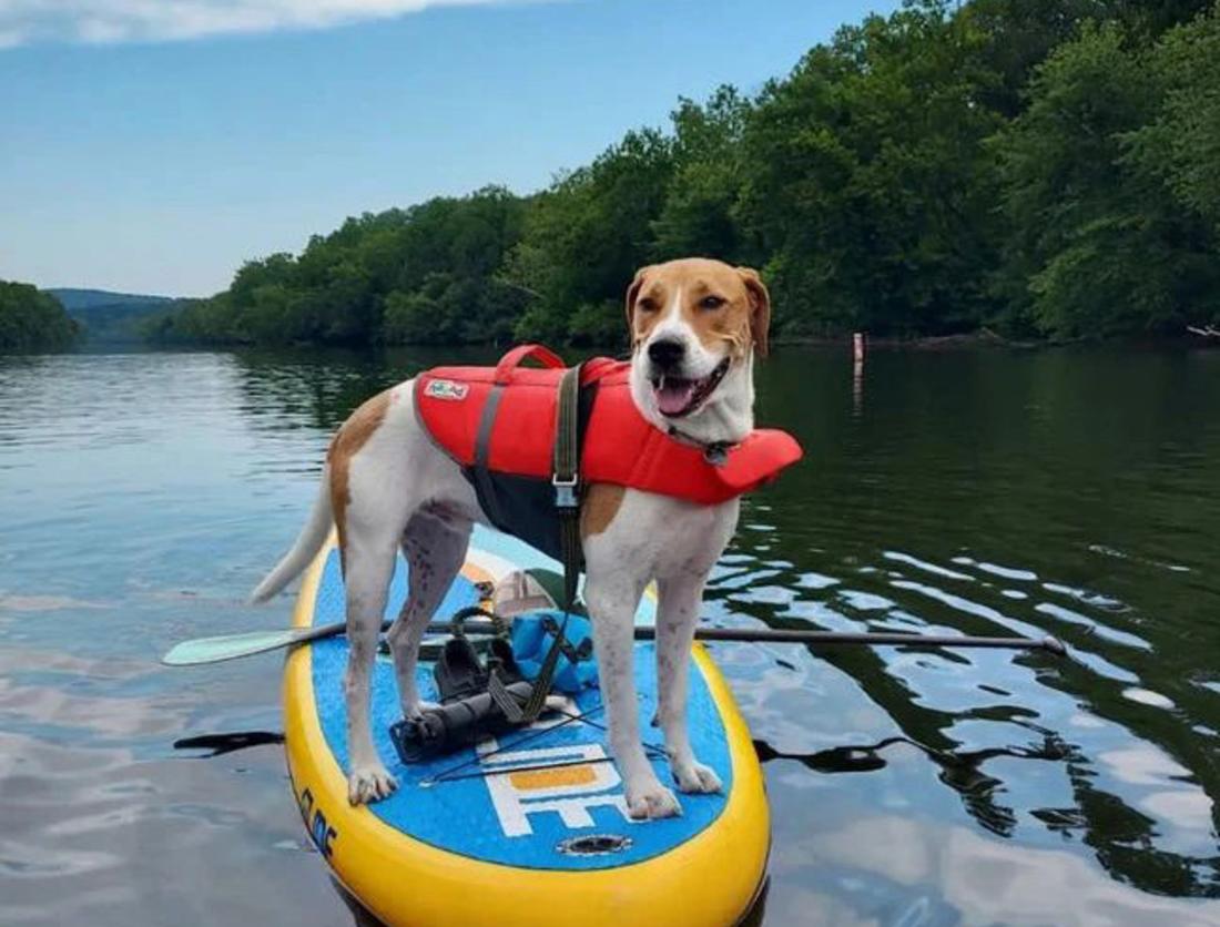 dog on paddle board