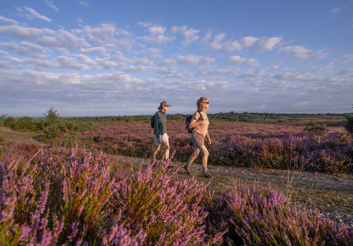 Two people walking amongst the heather in the summer in the New Forest