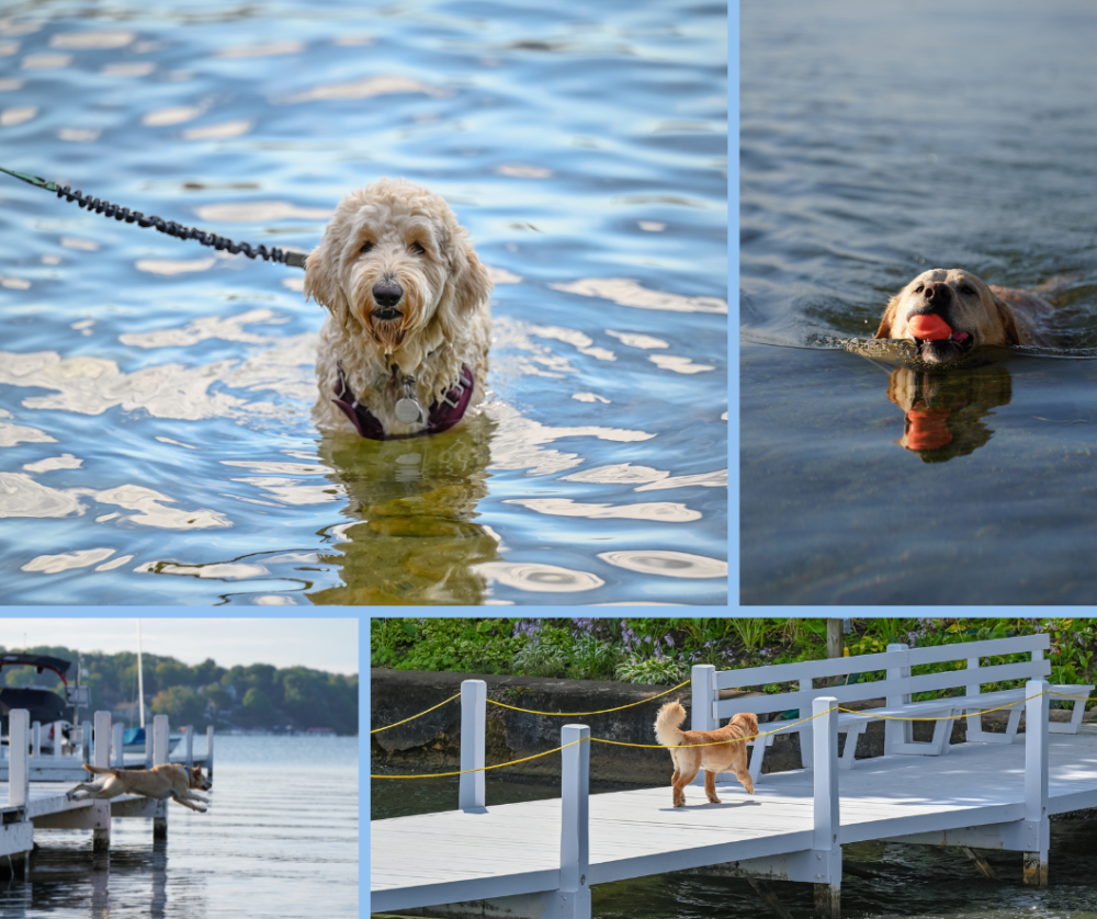 Collage of photos of dogs enjoying the water on Geneva Lake