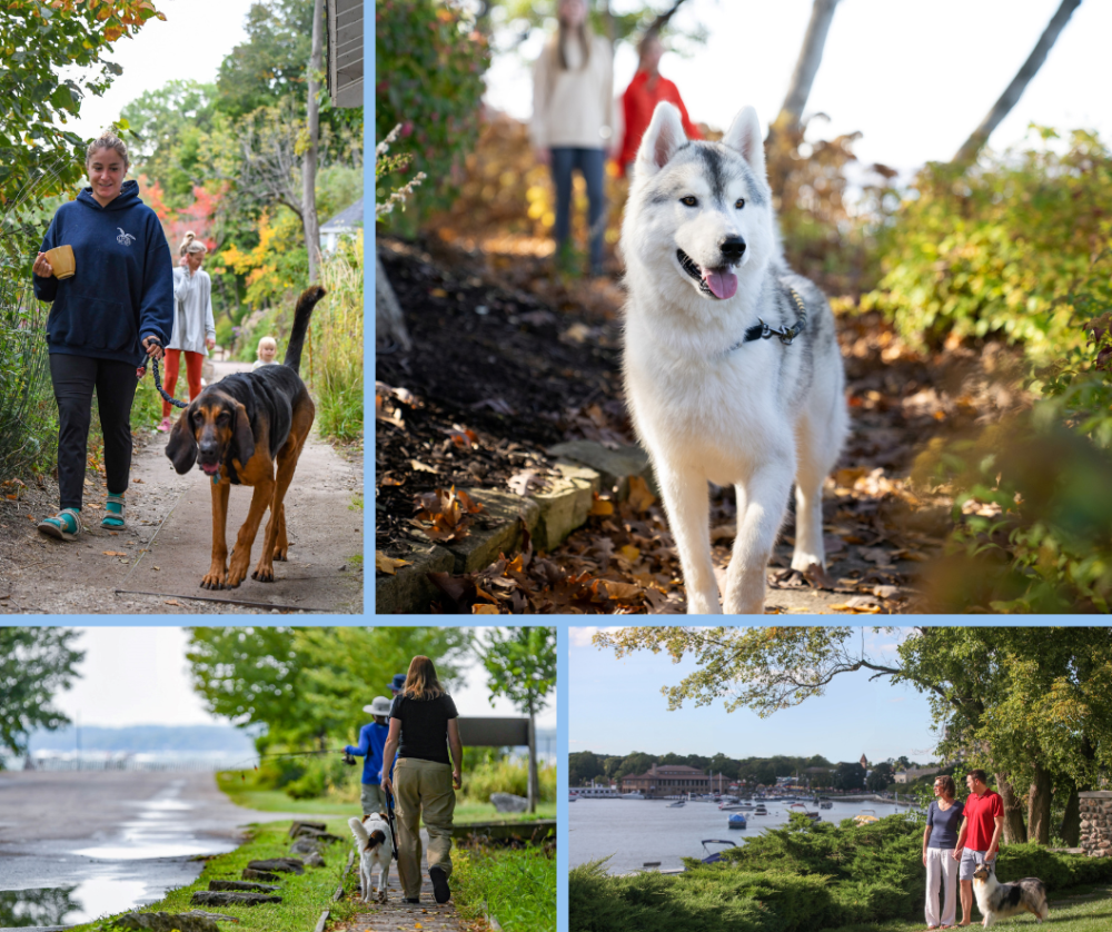 Collage of photos of dogs hiking the lake shore path on Geneva Lake.