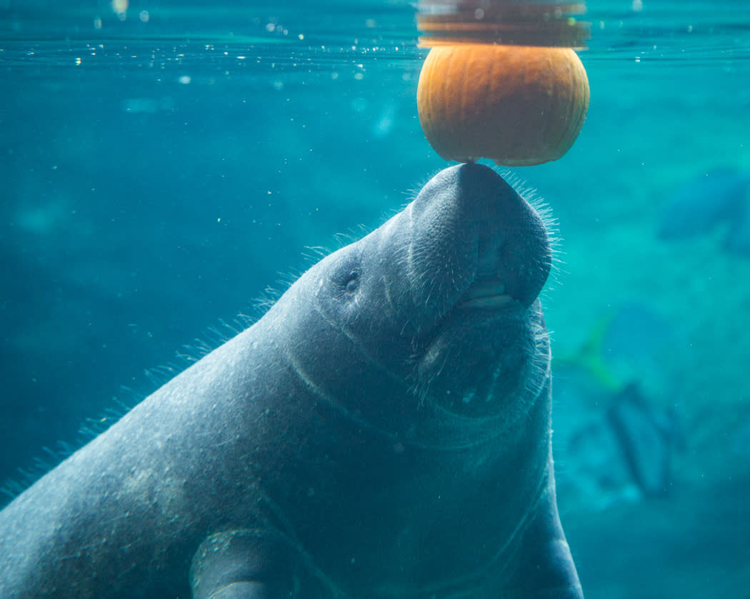 Manatee with pumpkin during Boo at the Zoo