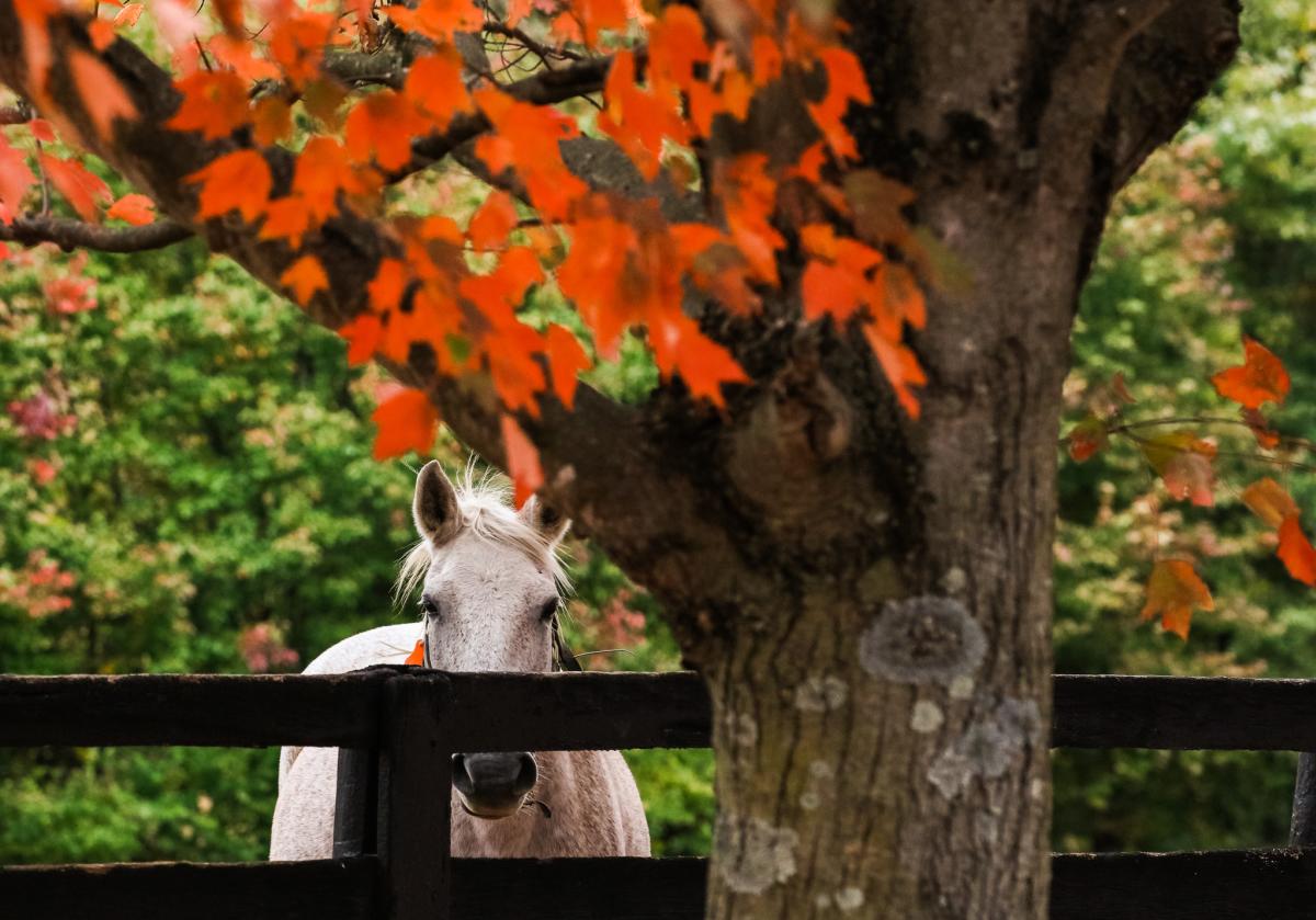 Fall Horse Country