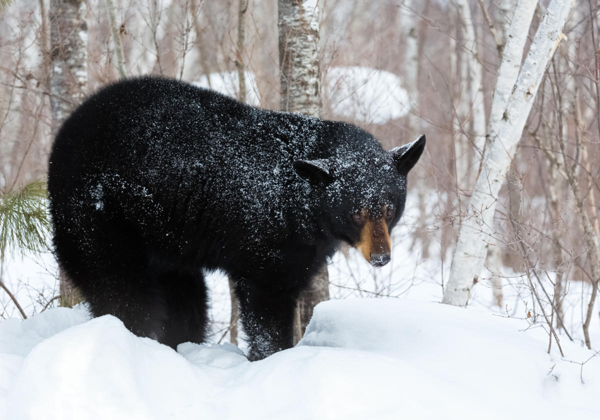 Black bear in snow