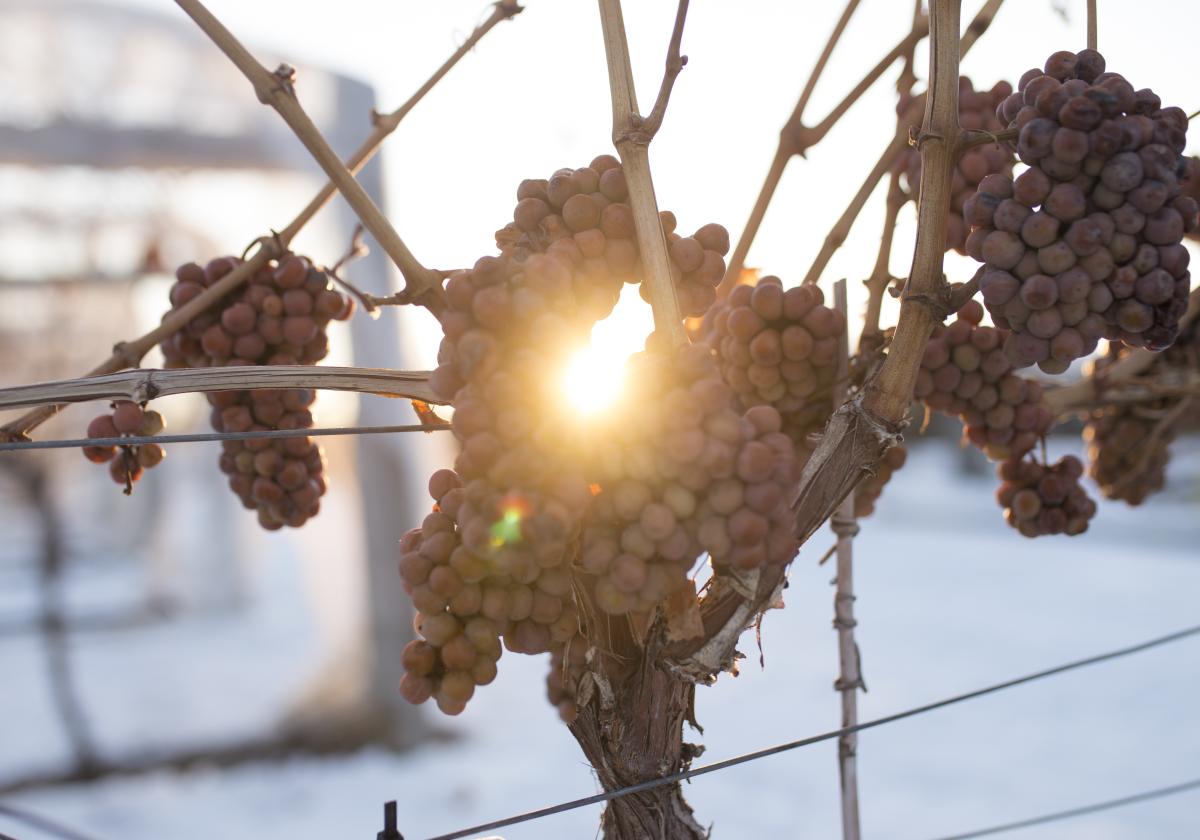 Icewine Grapes at Grizzli