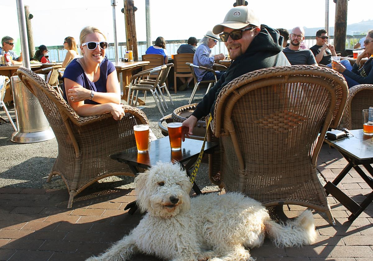 Dog at HMB Brewing Co.