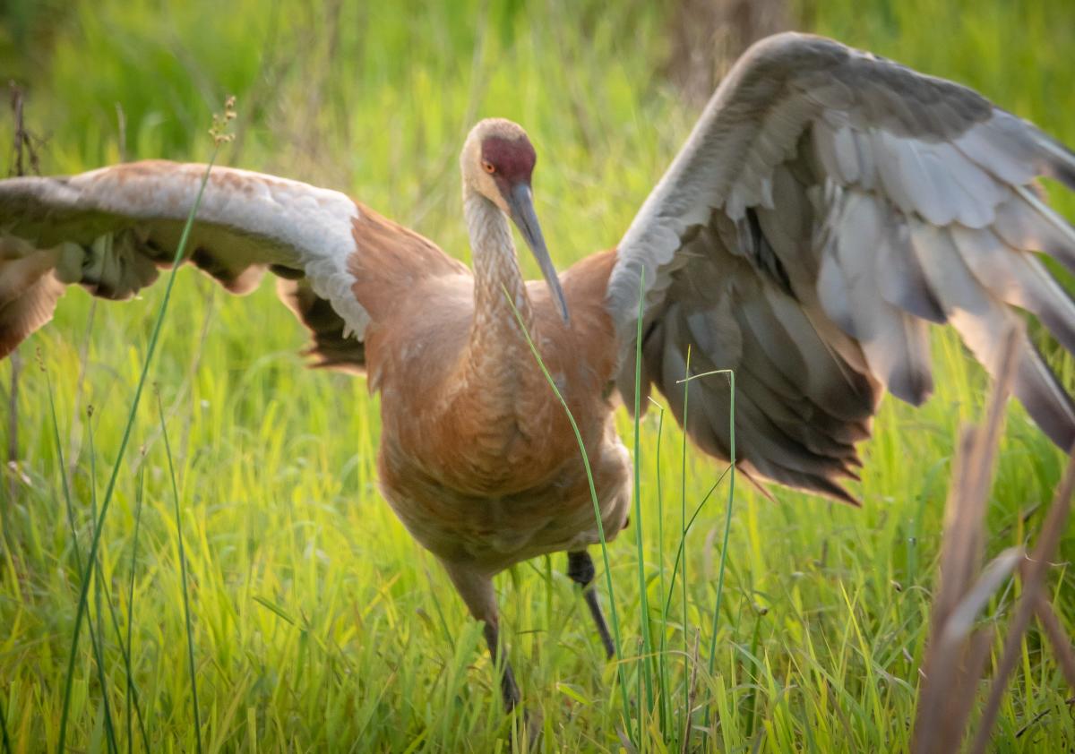 Indiana Dunes | Birding Festival