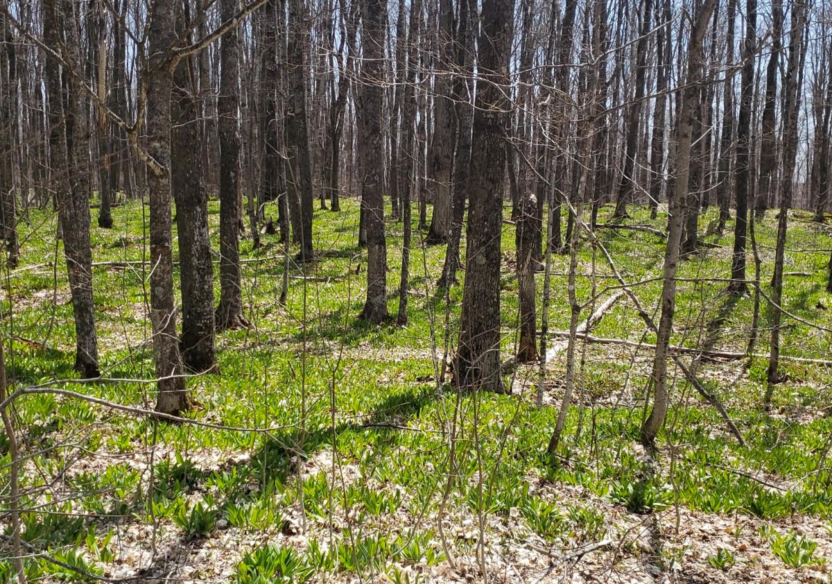Ramps cover the forest floor in early spring