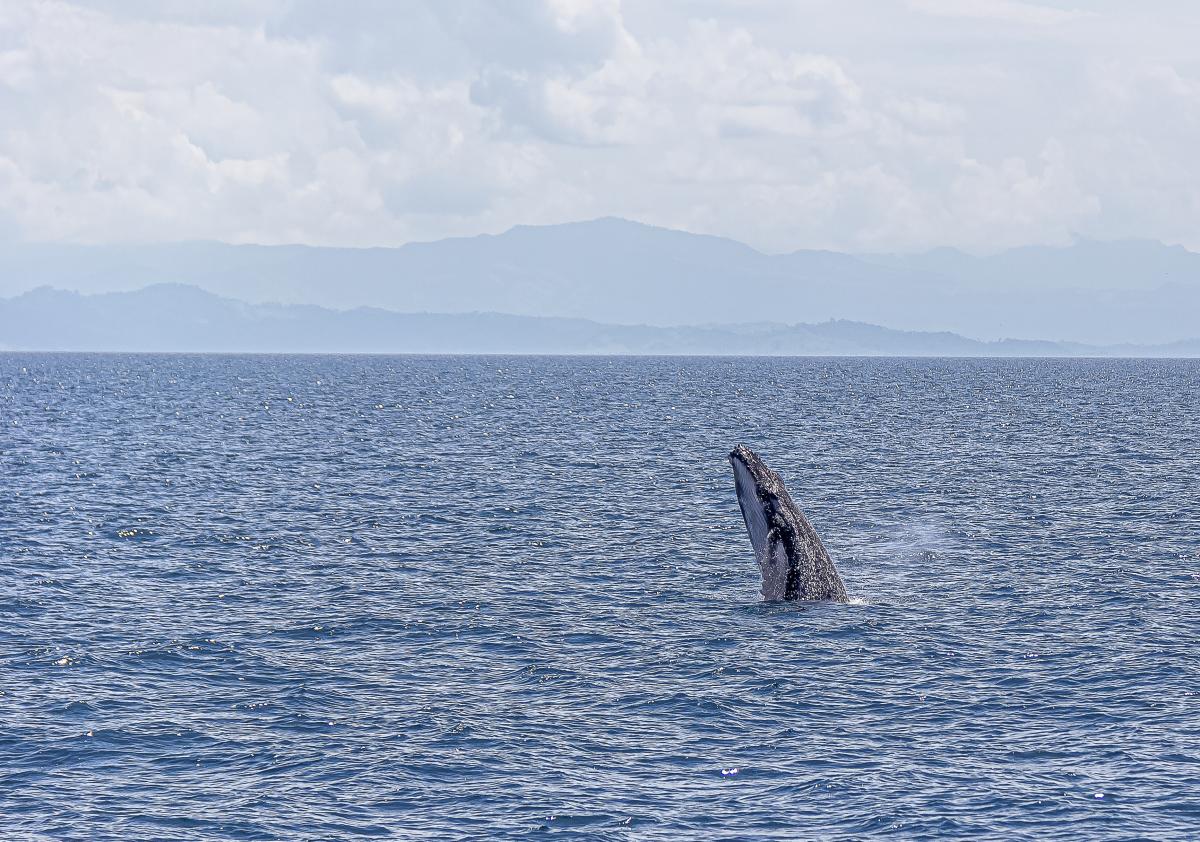Ballena jorobada emergiendo del agua durante la temporada de avistamiento en Panamá, con montañas al fondo