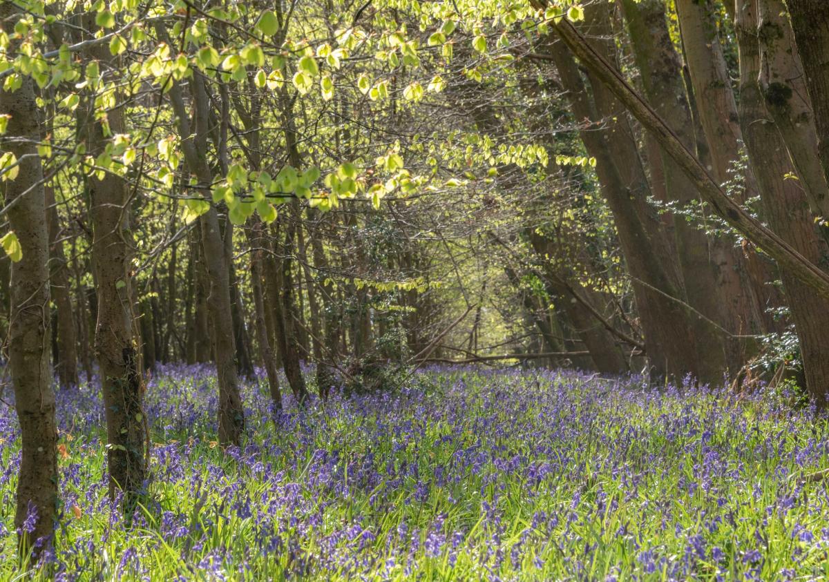 bluebells