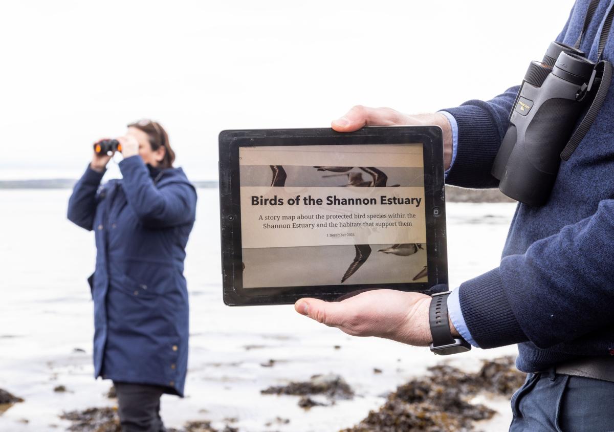 Shannon Estuary Birds