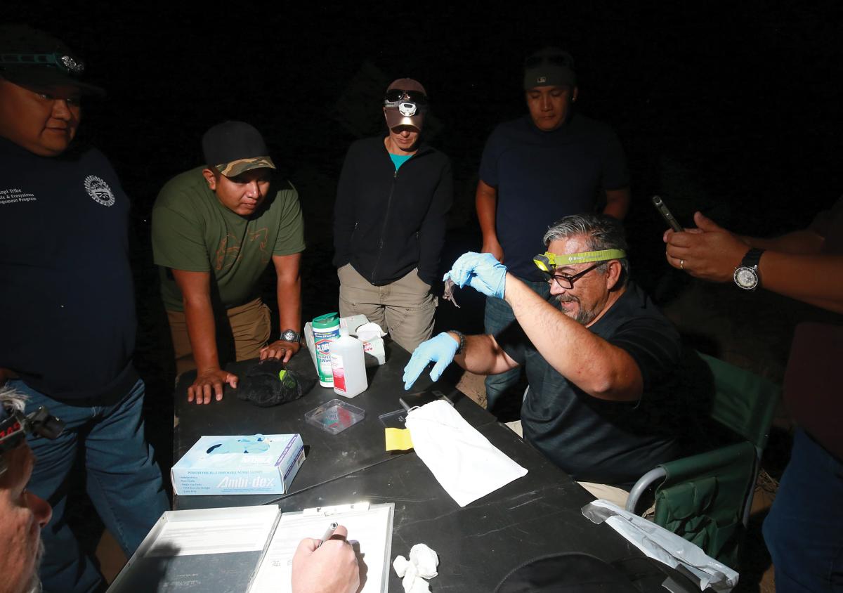 Wildlife biologist Ernest Valdez displays a cave bat for attendees at the bat-netting workshop at Santa Ana Pueblo.