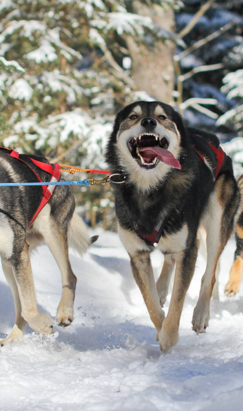 Dog Sledding in the Upper Peninsula of Michigan