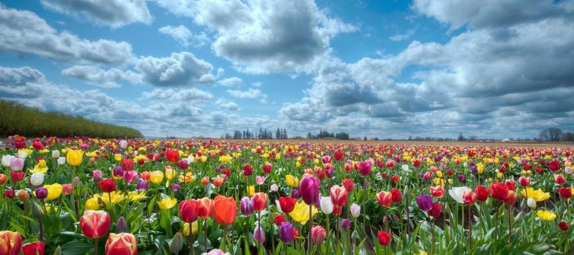 Flower Fields For Family Photos Explore Utah Valley