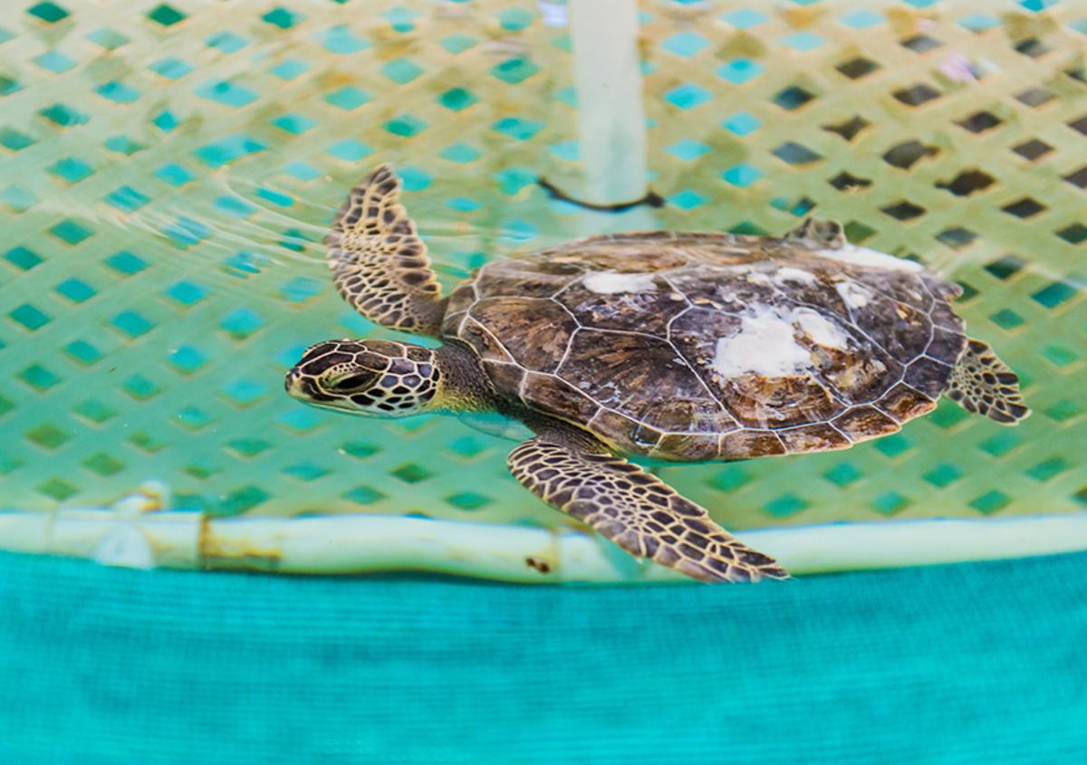 Turtle swimming at the Georgia Sea Turtle Center