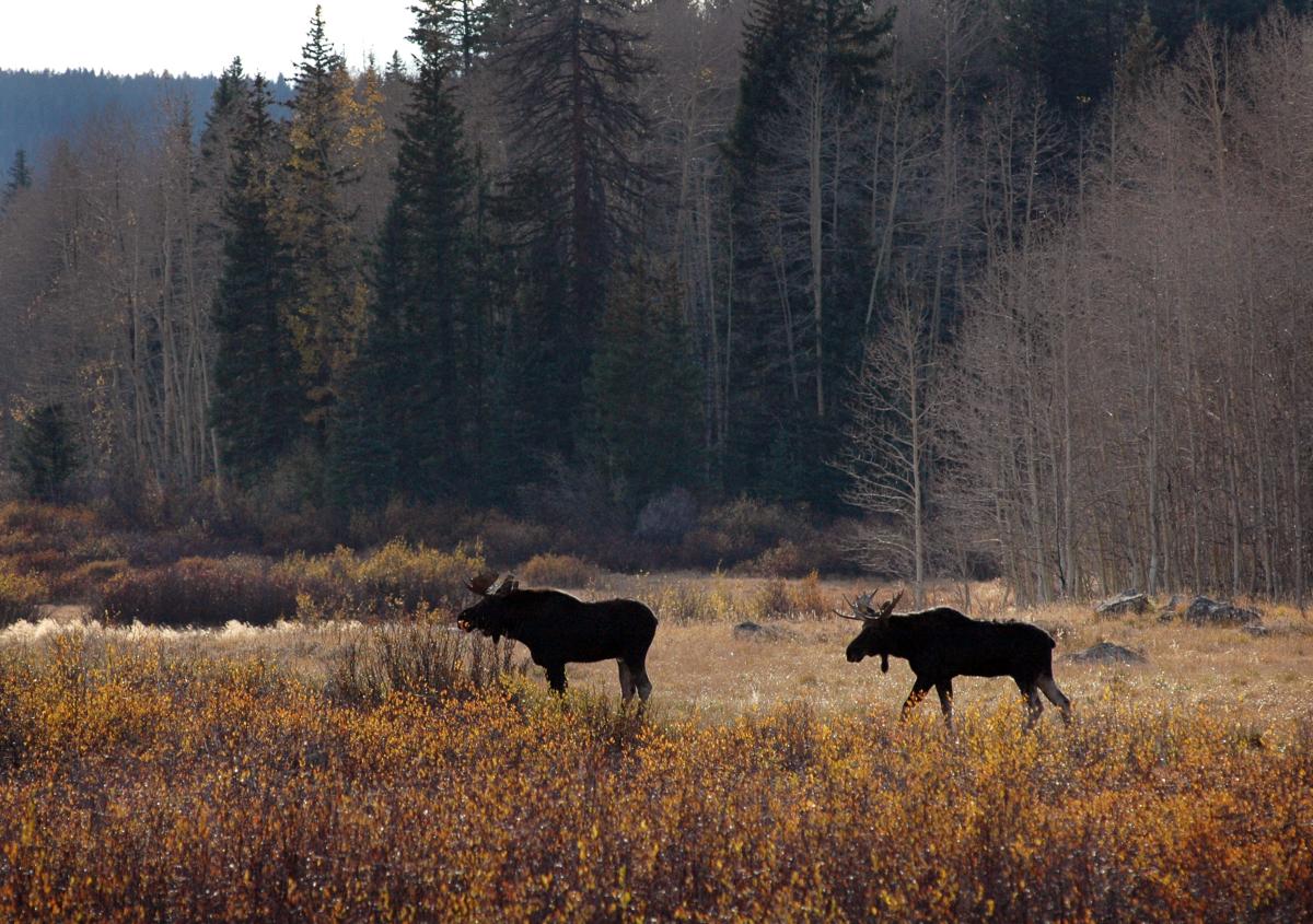 Discover Moose on the Grand Mesa