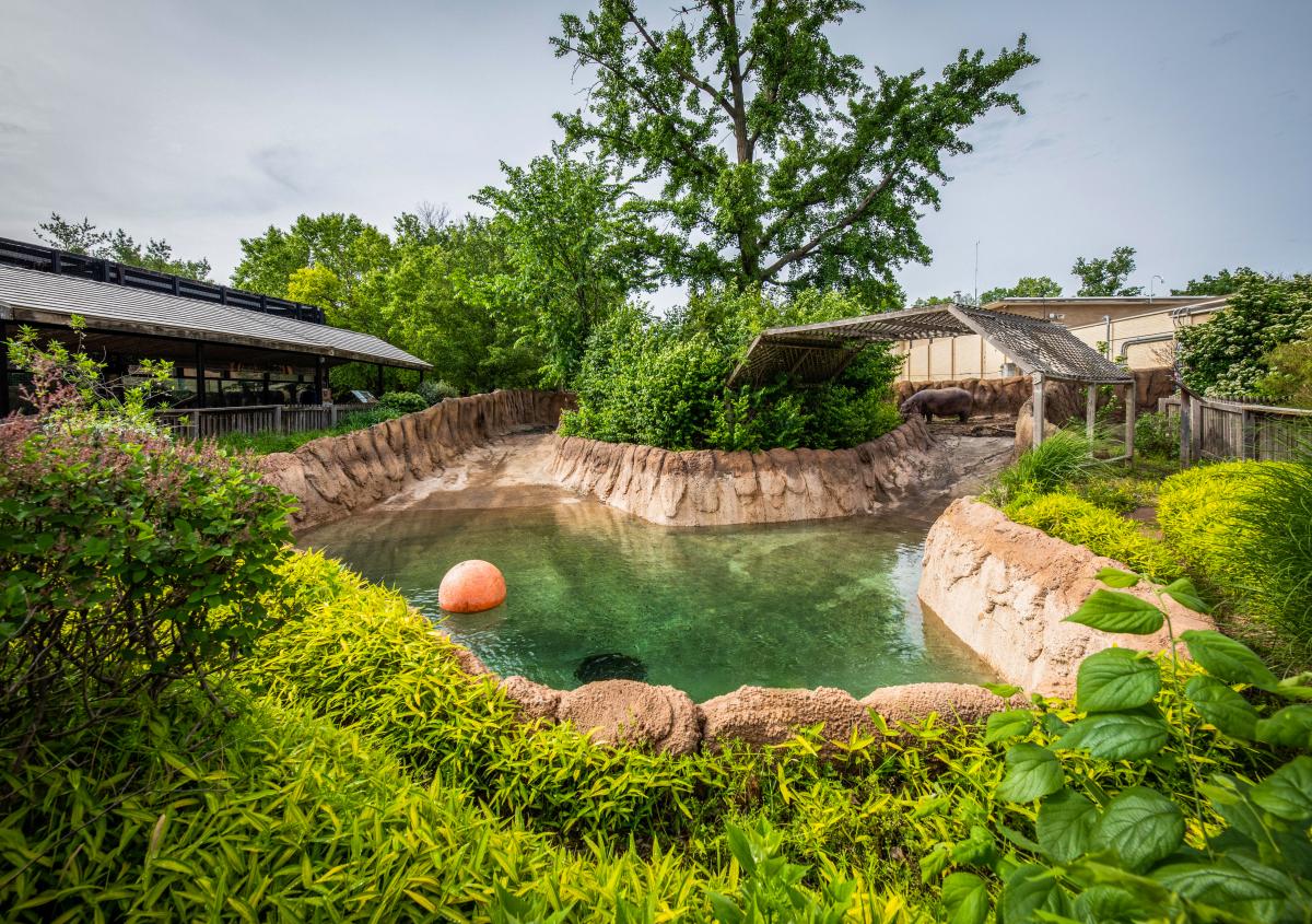 Hippo habitat zoo