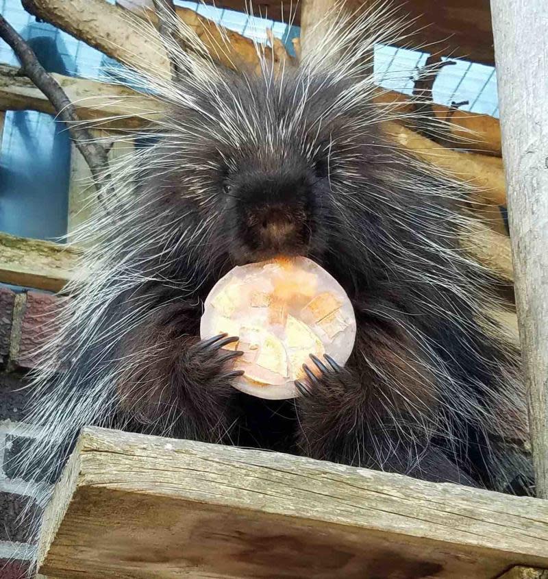 Spring Porcupine in Lafayette