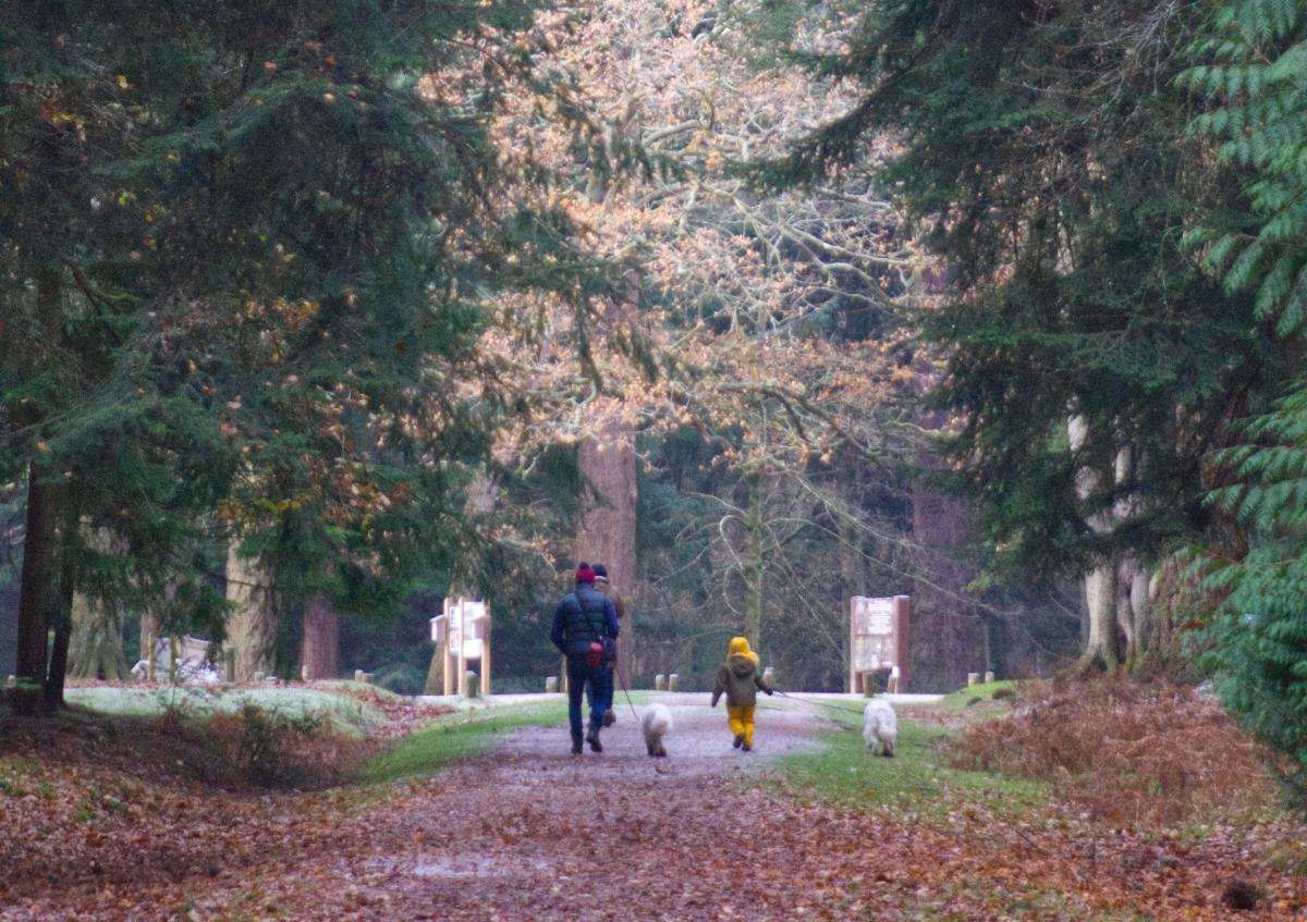 Family winter walking in the New Forest