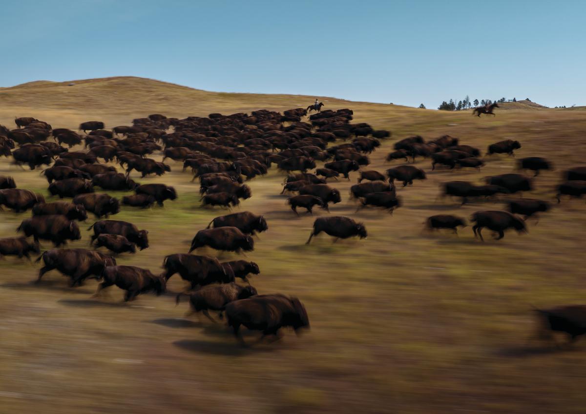Buffalo Roundup